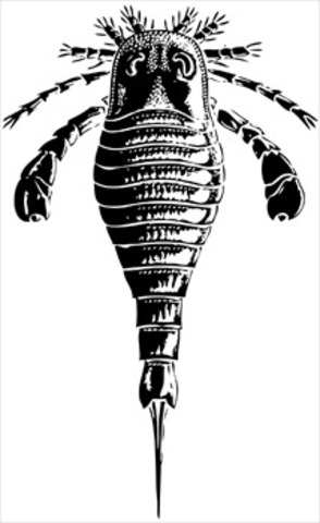 Ordovician 500M- 435 M