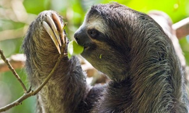 fell in love with sloths