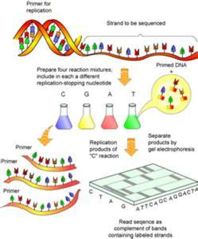 DNA gets sequenced