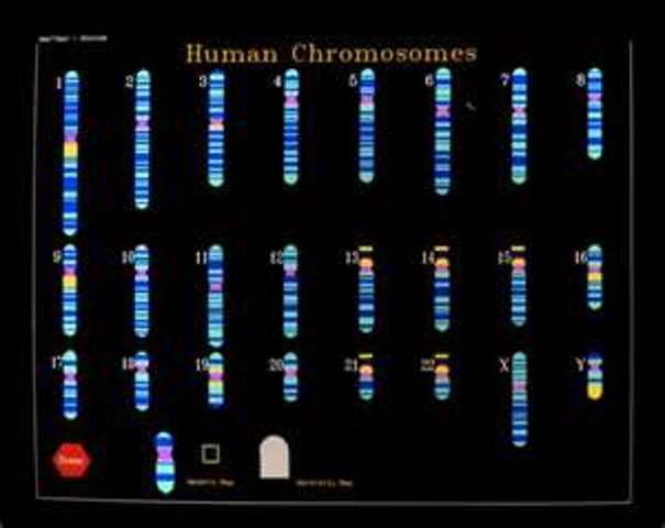 Human Genome Sequenced