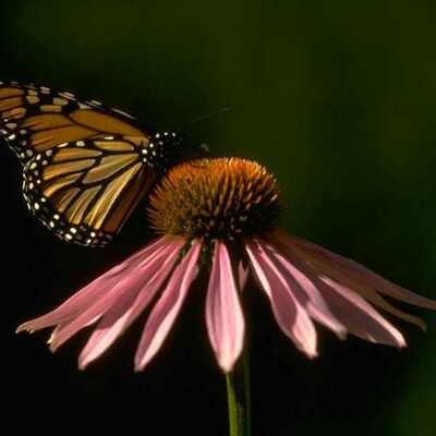 Timeline: Development of my Language/ Maria Berrios Santiago