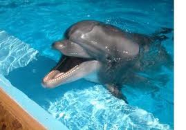 Swimming with Dolphins