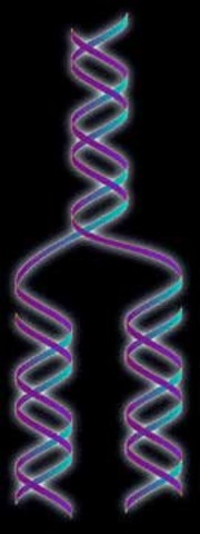 DNA double helix