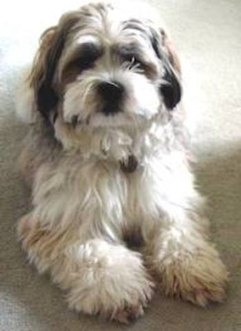 The day I got my Dog