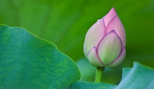 89-93 The bud is blooming...