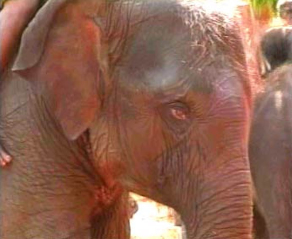 the queen's birthday