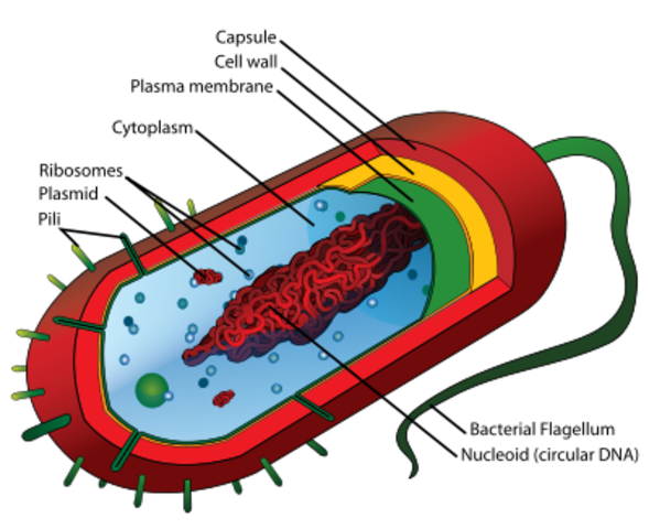 Robert Brown discovers the nucleus of cells, and their importance within the cell.