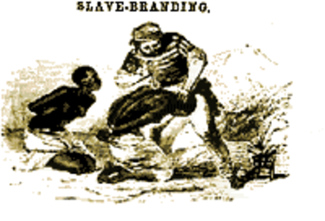 Branding  and whipping begins