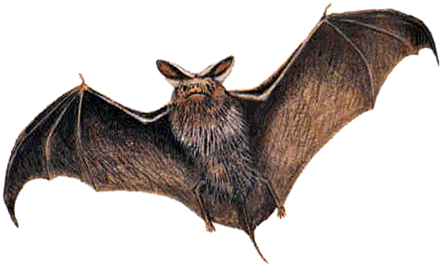 Direct Instruction Mega Bats CLOZE