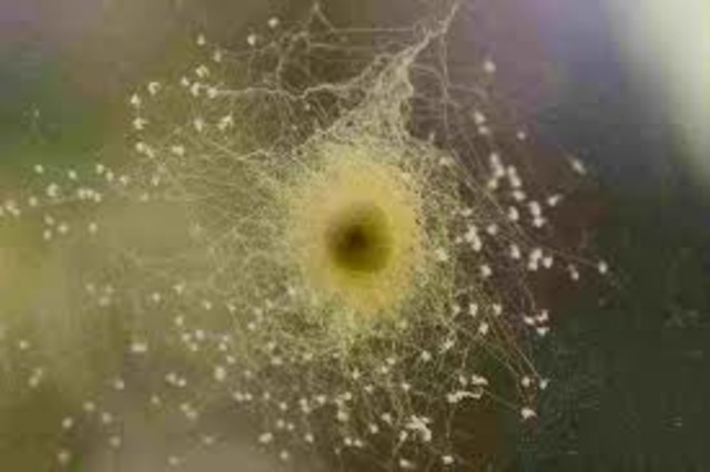 Charlotte spells her last word and lays her eggs