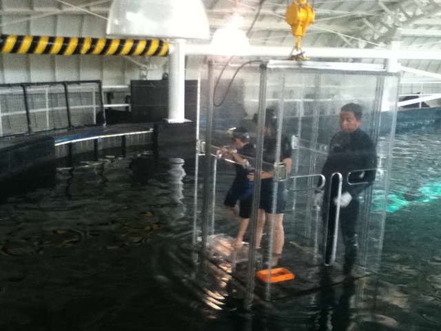 Entrar al tiburonario.