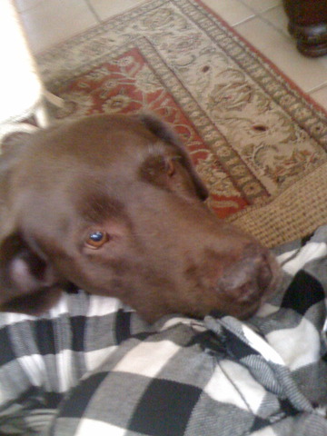 My family got our first puppy!