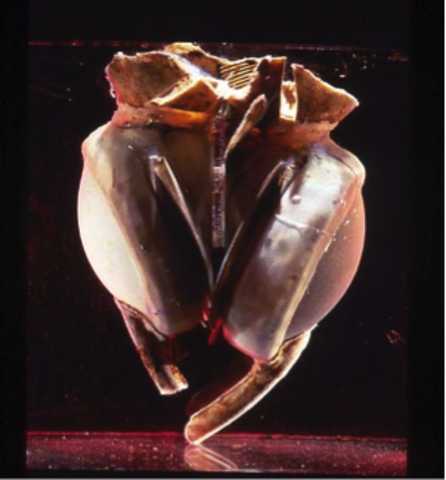 The Liotta Artificial Heart