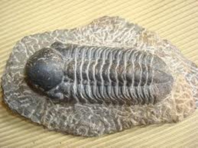 Trilobites