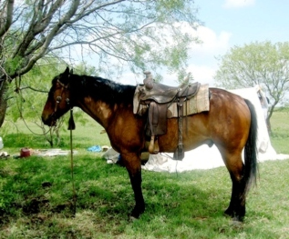 Started riding horses