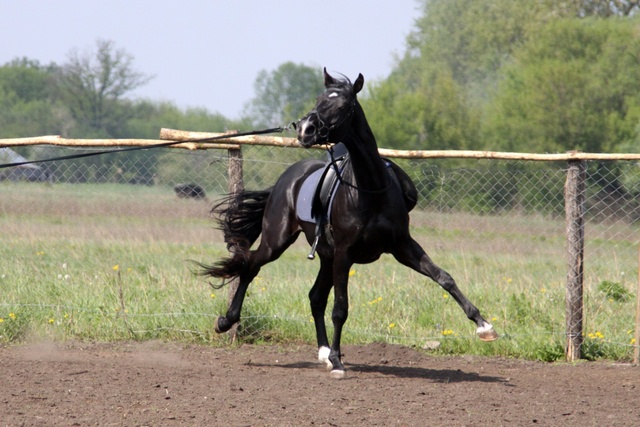 From the castle they rode a hores