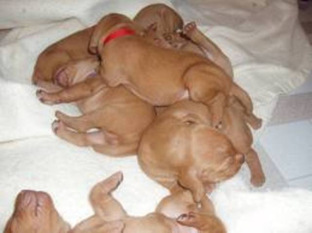 Mexican Civil War (Revolution)