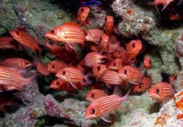 Cretaceous 136-65MYA