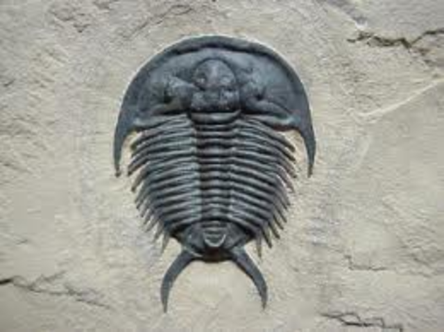 trilobites