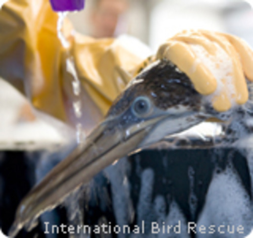 Number of birds that were impacted by the oil spill