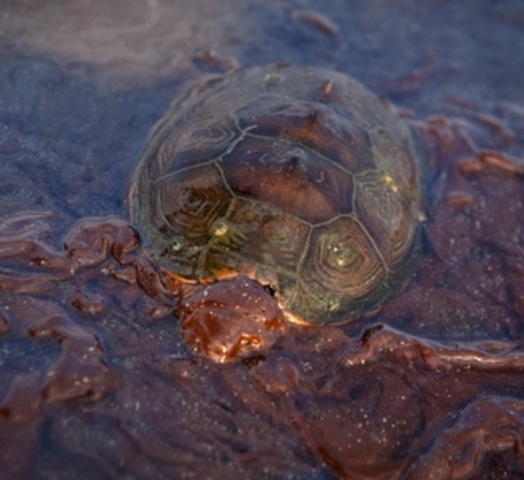 Dead Sea turtles washed ashore