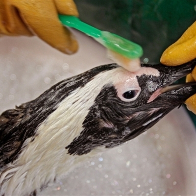 Timeline: Deep Water Horizon Oil Spill 2010