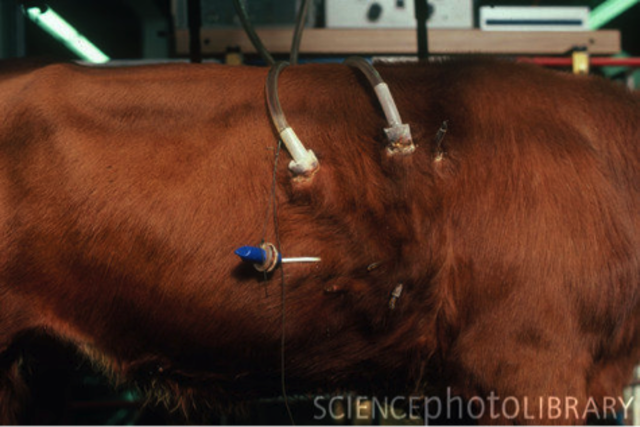 Kolff Model Improvements