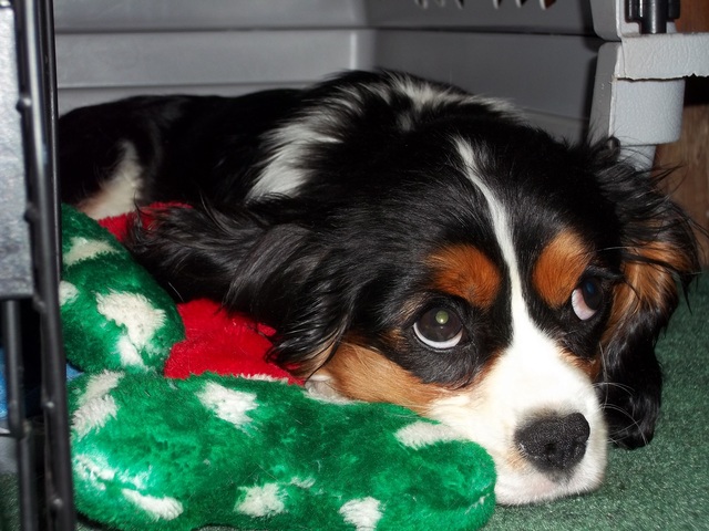 Baxter comes home with me!