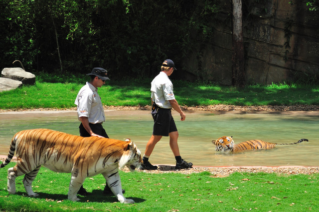Tiger Island
