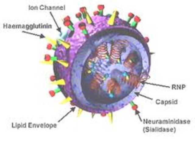 Diameter of the Flu virus