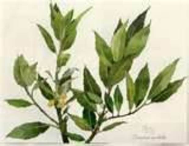 Olive Branch Petition