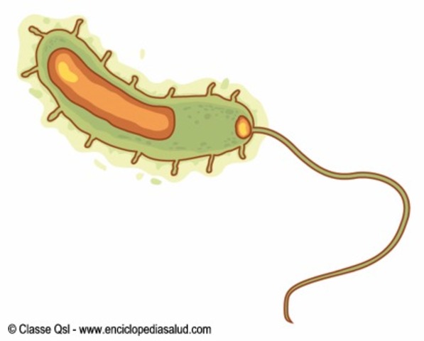 CHOLERA: THE PANDEMICS BEGIN