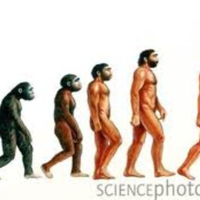 Timeline: Contributors to the Theories of Evolution  By Michelle Footman