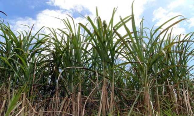 Sugarcane