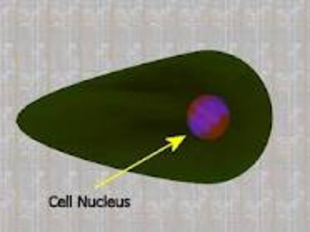 Nucleus