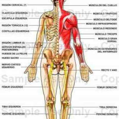 Timeline: If Thomas Edison hadn´t invented the light bulb, what would have happened?