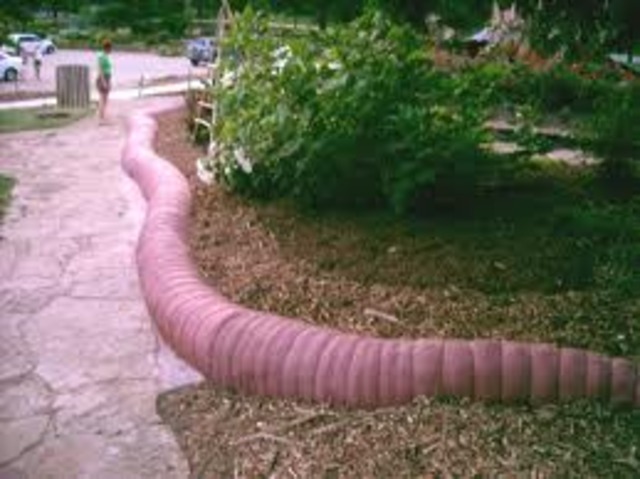 the giant Earthworm