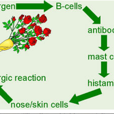 Timeline: Immune Response