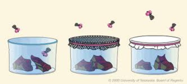 Segundo Experimento de Redi.