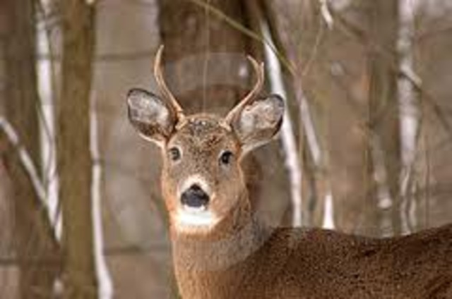 cant kill small buck