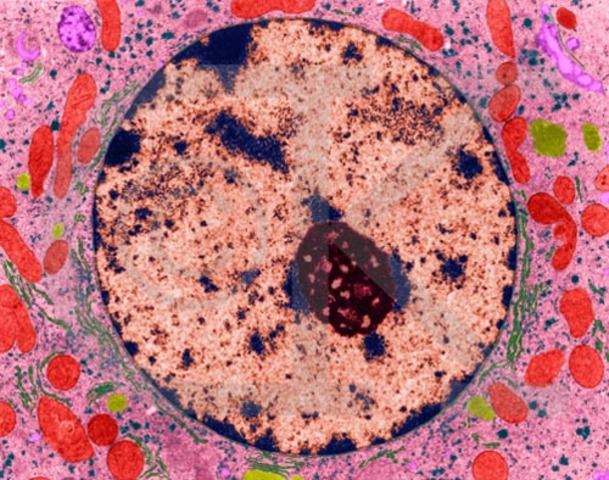 Cell Nucleus