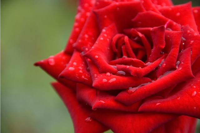 Rose Became U.S. National Flower