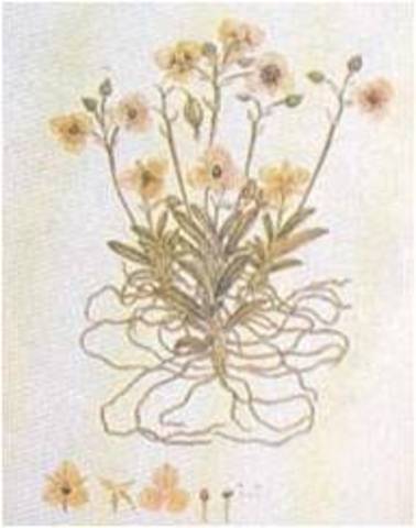 Manuel Antonio Cortes