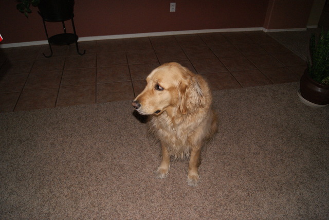 Got my second dog, Lily!