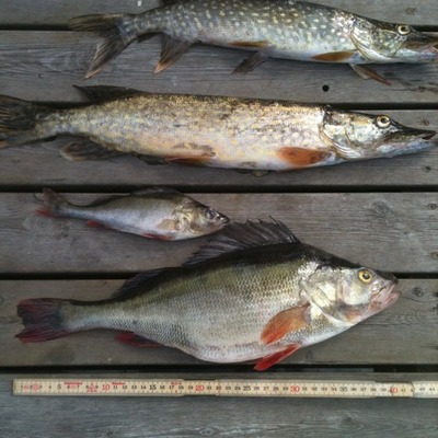 Timeline: Syst.Q västra