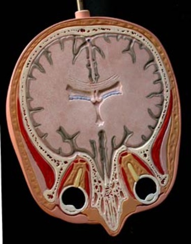 Teorías pedagógicas: El cognitivismo
