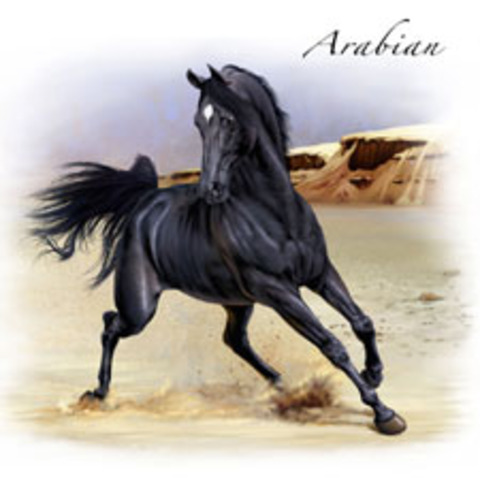 The Arabian Horse