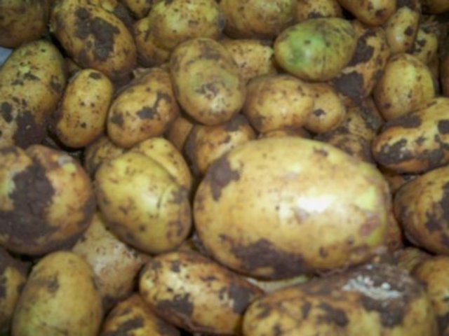 Escaping Ireland's potato famine