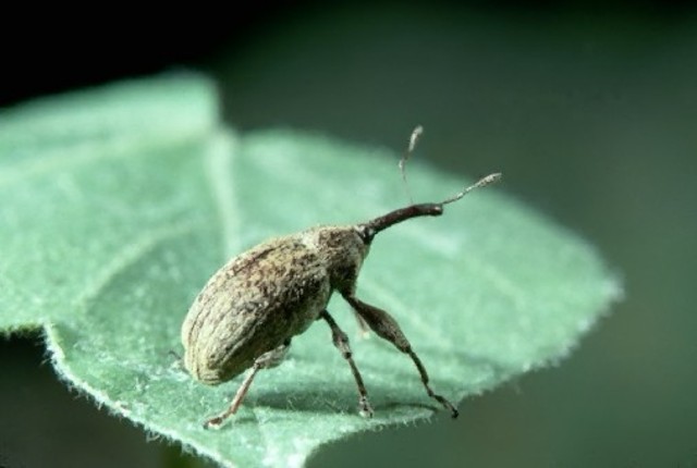 The Boll Weevil Takes Over