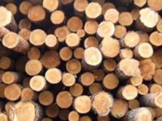 Timber Trade replaces fur trade